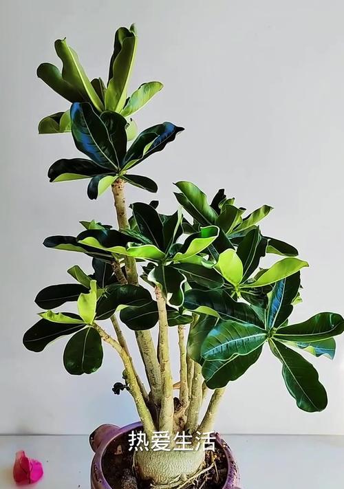 以沙漠玫瑰怎么没出——探索沙漠玫瑰不开花的原因（解析沙漠玫瑰枯萎的关键因素及治理方法）-第3张图片-绿意生活