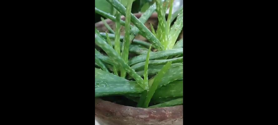 芦荟的生长速度及年增长量（探究芦荟生长速度快慢的原因及如何促进生长）-第1张图片-绿意生活