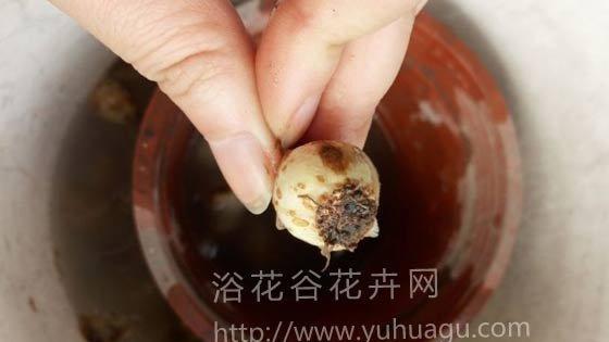如何有效去除风信子侧芽（掌握关键技巧，轻松解决风信子侧芽问题）-第2张图片-绿意生活