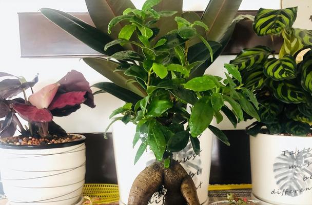 如何判断榕树的水浇得多了？（关键标志和注意事项助您科学浇水）-第2张图片-绿意生活