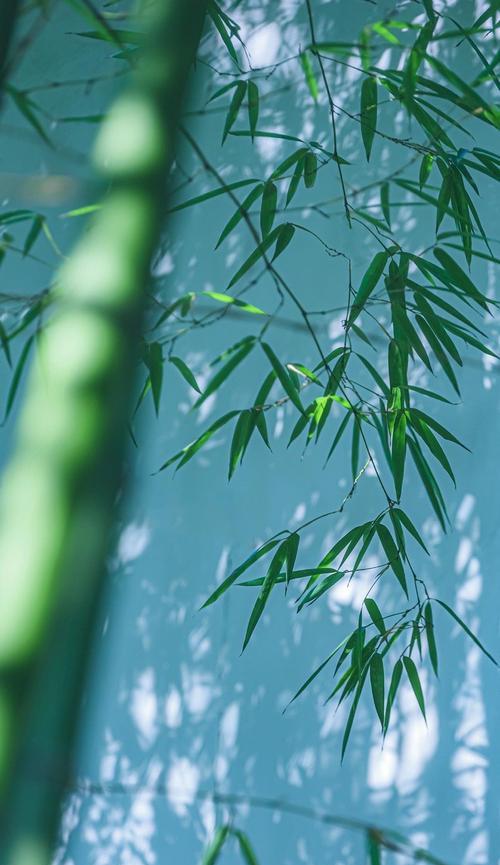 毛竹的光合作用与阳光（毛竹喜欢阳光的原因及养护技巧）-第1张图片-绿意生活