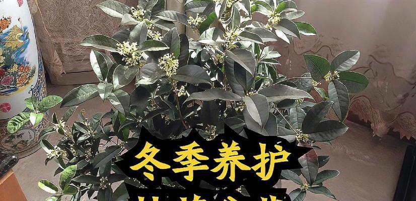 盆栽桂花的冬季养护方法（让盆栽桂花健康过冬的关键）-第1张图片-绿意生活