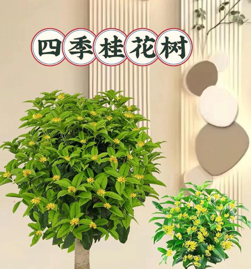 盆栽桂花的冬季养护方法（让盆栽桂花健康过冬的关键）-第2张图片-绿意生活