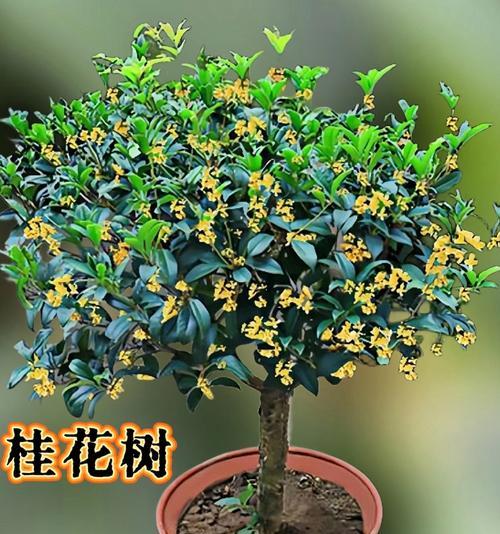 盆栽桂花的冬季养护方法（让盆栽桂花健康过冬的关键）-第3张图片-绿意生活