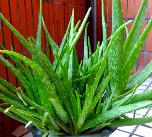 芦荟养护秘籍（芦荟养护的正确方法及常见问题解答）-第1张图片-绿意生活