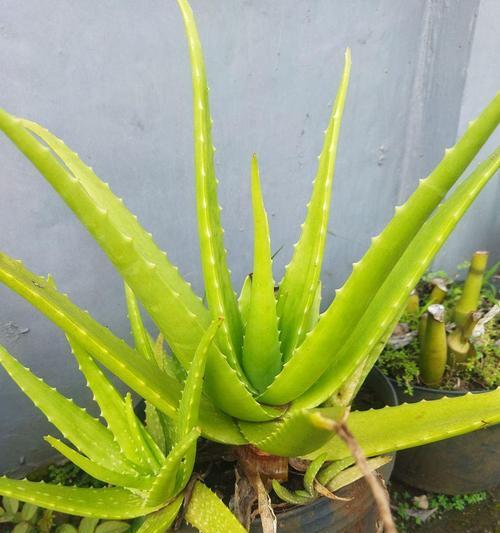 芦荟养护秘籍（芦荟养护的正确方法及常见问题解答）-第2张图片-绿意生活