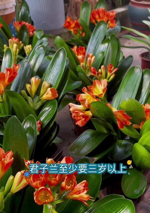 打造旺盛的君子兰，养护秘籍揭密（掌握这一关键，让君子兰健康茁壮）-第2张图片-绿意生活