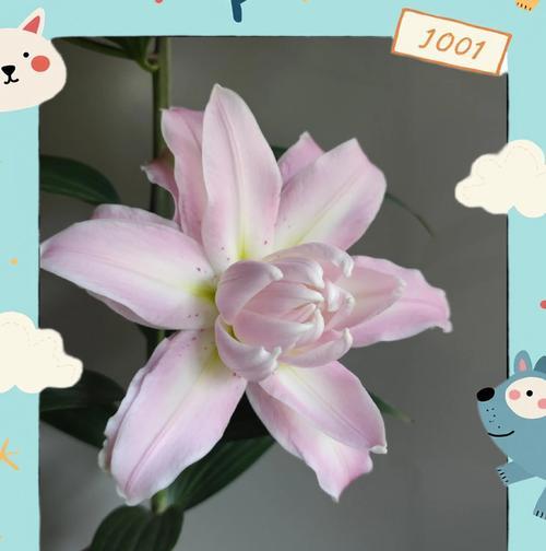 百合开花后的护理与管理（了解百合花的生命周期，保证花朵的持久美丽）-第2张图片-绿意生活