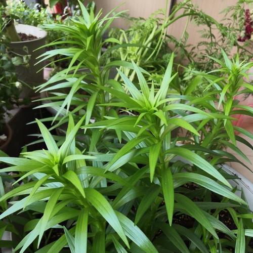 百合开花后的护理与管理（了解百合花的生命周期，保证花朵的持久美丽）-第3张图片-绿意生活