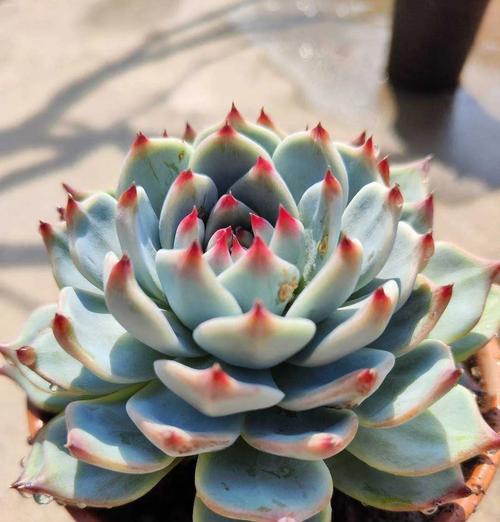 揭秘肉肉植物上色的奥秘（了解肉肉植物的色彩变化及其关键因素）-第1张图片-绿意生活