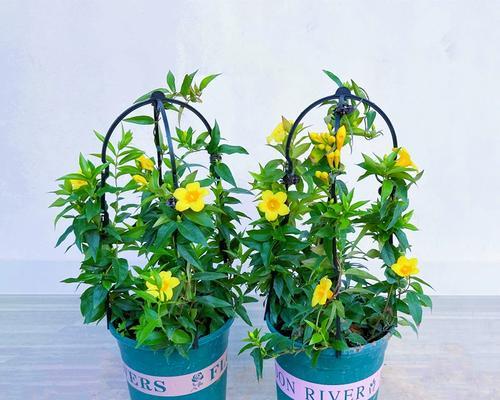 解密法国香水茉莉不香之谜（茉莉花的独特香气、法国香水制作工艺和市场质量问题）-第3张图片-绿意生活