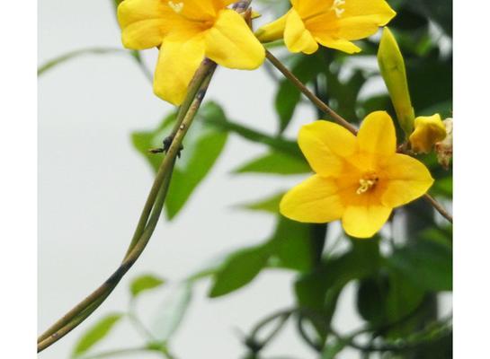 解密法国香水茉莉不香之谜（茉莉花的独特香气、法国香水制作工艺和市场质量问题）-第2张图片-绿意生活