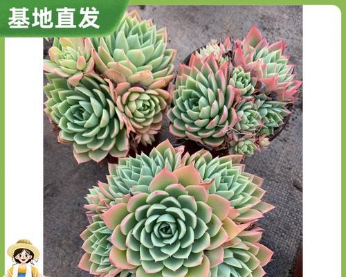 以三色堇多肉繁殖为主题的详细指南（如何成功地繁殖三色堇多肉）-第1张图片-绿意生活