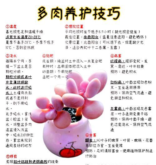 以三色堇多肉繁殖为主题的详细指南（如何成功地繁殖三色堇多肉）-第2张图片-绿意生活