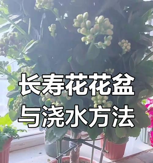 长寿花浇淘米水的好处（淘米水养长寿花，为什么行？）-第1张图片-绿意生活