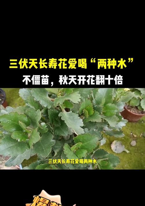 长寿花浇淘米水的好处（淘米水养长寿花，为什么行？）-第3张图片-绿意生活