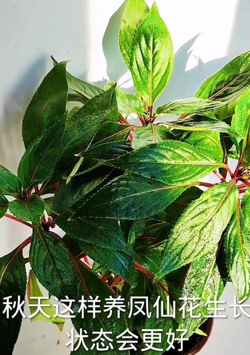 以凤仙花在盆中种植的全面指南（从选种到养护，让你轻松打造美丽的凤仙花盆栽）-第2张图片-绿意生活