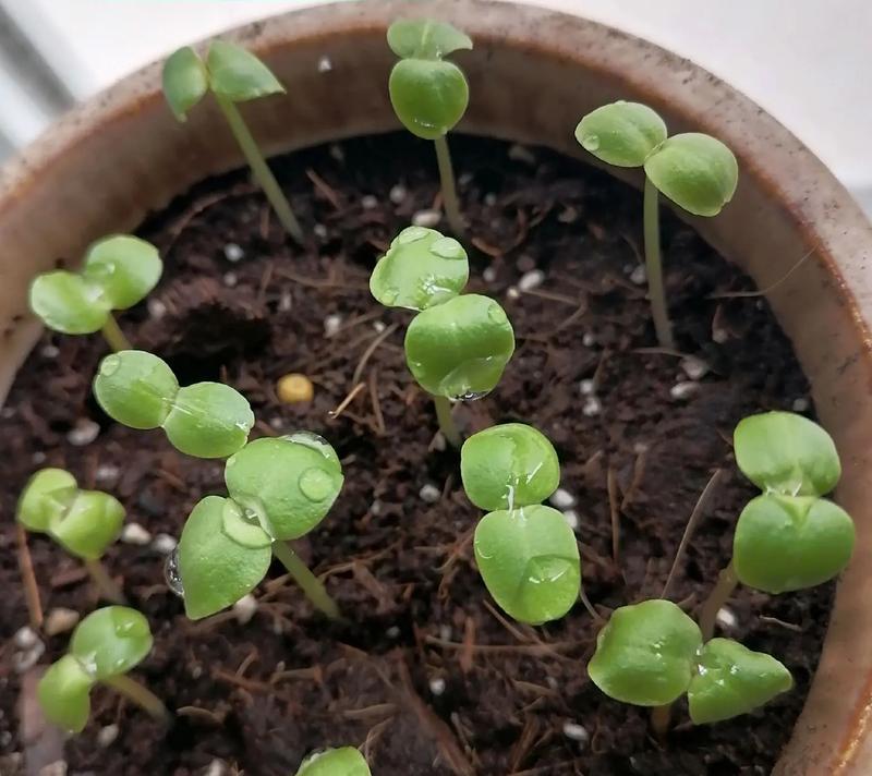 以凤仙花在盆中种植的全面指南（从选种到养护，让你轻松打造美丽的凤仙花盆栽）-第3张图片-绿意生活