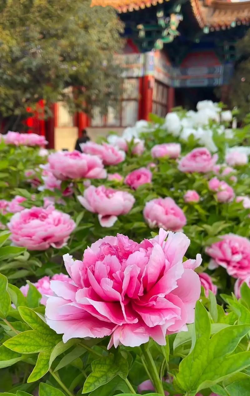 探秘芍药开花之美（观赏芍药开花的乐趣，感受大自然的魅力）-第1张图片-绿意生活
