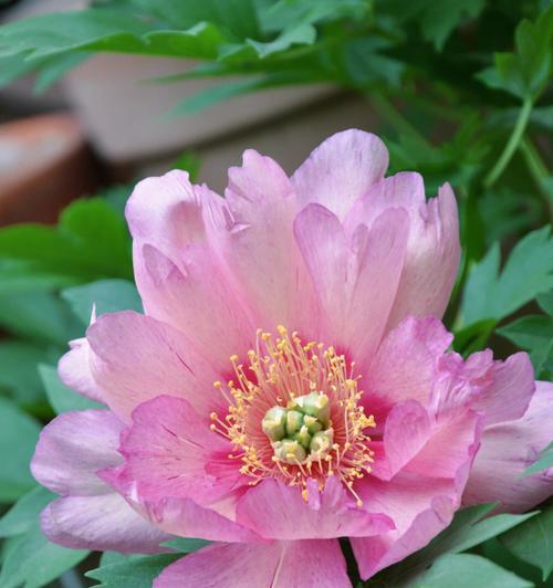 探秘芍药开花之美（观赏芍药开花的乐趣，感受大自然的魅力）-第3张图片-绿意生活