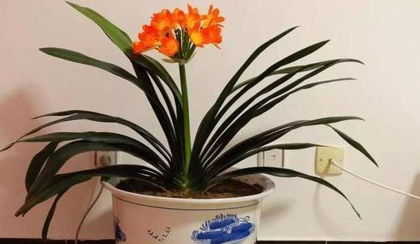 以甲硝唑片怎么浇花？（甲硝唑片浇花的方法与注意事项）-第3张图片-绿意生活
