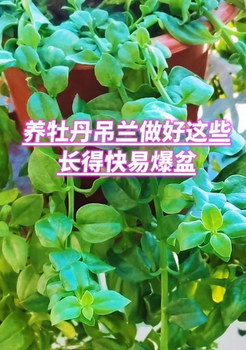自制肥料助力吊兰快速生长（探索以吊兰怎么养长得快自制肥的秘诀）-第1张图片-绿意生活