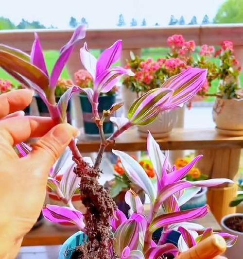 自制肥料助力吊兰快速生长（探索以吊兰怎么养长得快自制肥的秘诀）-第3张图片-绿意生活