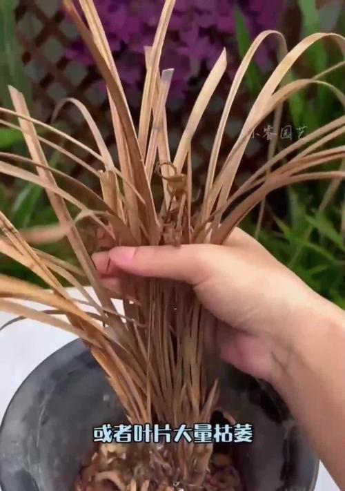 兰花叶子枯萎卷叶了该怎么办？（探讨兰花叶子枯萎卷叶的原因和解决方法）-第1张图片-绿意生活