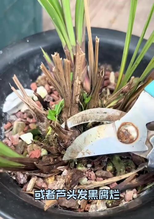 兰花叶子枯萎卷叶了该怎么办？（探讨兰花叶子枯萎卷叶的原因和解决方法）-第3张图片-绿意生活