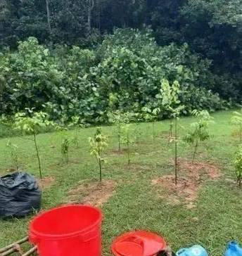 冬季养护木槿，浇水有讲究（合理浇水关键在于节水与保温）-第2张图片-绿意生活