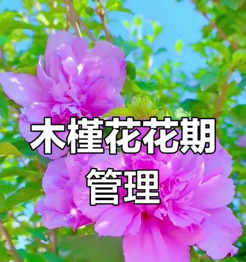 冬季养护木槿，浇水有讲究（合理浇水关键在于节水与保温）-第3张图片-绿意生活