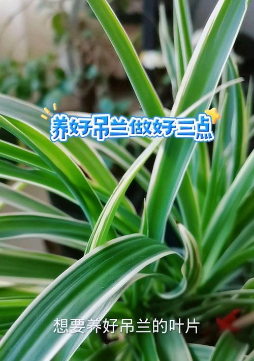 冬季养护吊兰叶子发黄的秘诀（教你轻松解决吊兰叶子发黄的问题，做个专业植物养护师）-第1张图片-绿意生活