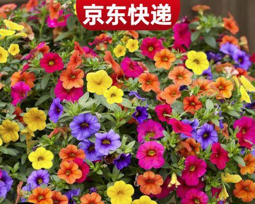矮牵牛花的栽培与养护（一盆种几颗合适？如何做到长时间观赏？如何防治病虫害？）-第2张图片-绿意生活