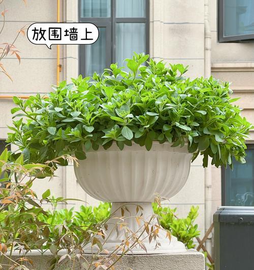矮牵牛花的栽培与养护（一盆种几颗合适？如何做到长时间观赏？如何防治病虫害？）-第1张图片-绿意生活
