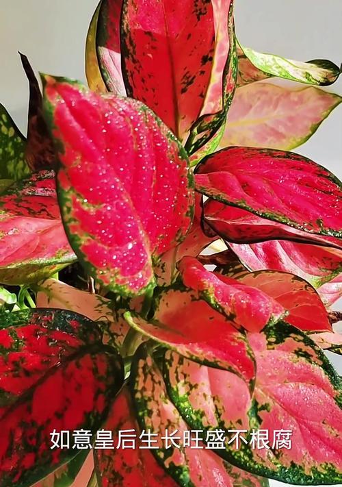 水培如意皇后花养护秘籍（简单操作，让花开满园）-第1张图片-绿意生活