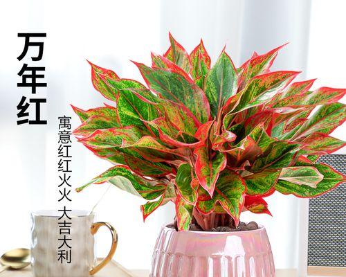 水培如意皇后花养护秘籍（简单操作，让花开满园）-第3张图片-绿意生活