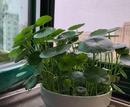 铜钱草的浇水技巧（打造健康茂盛的铜钱草九大秘笈）-第1张图片-绿意生活
