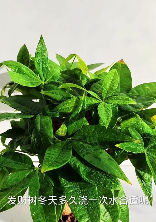 发财树的冬季养护指南（保证你的发财树在寒冷的冬季茁壮成长的秘诀）-第2张图片-绿意生活