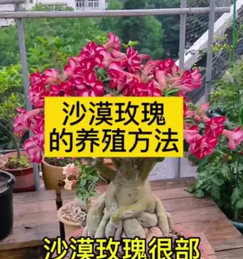 以沙漠玫瑰怎么养殖（打造沙漠绿洲，绽放沙漠玫瑰之美）-第1张图片-绿意生活