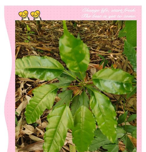 如何快速养成茂盛的鹅掌柴？（掌握关键技巧，助您打造枝繁叶茂的绿意天地）-第3张图片-绿意生活