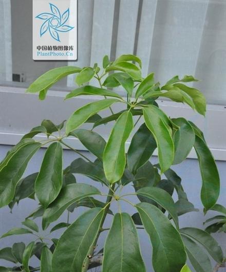 如何快速养成茂盛的鹅掌柴？（掌握关键技巧，助您打造枝繁叶茂的绿意天地）-第2张图片-绿意生活