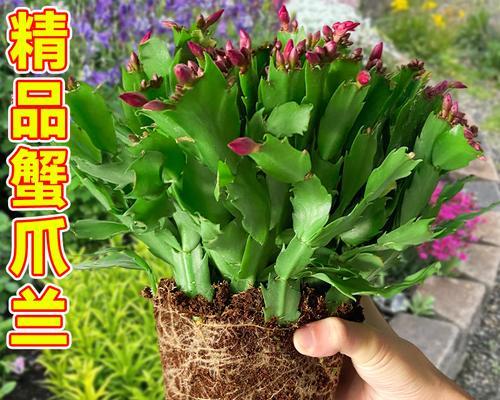 秋季如何正确养护蟹脚兰，让它开出绚丽花期？-第2张图片-绿意生活