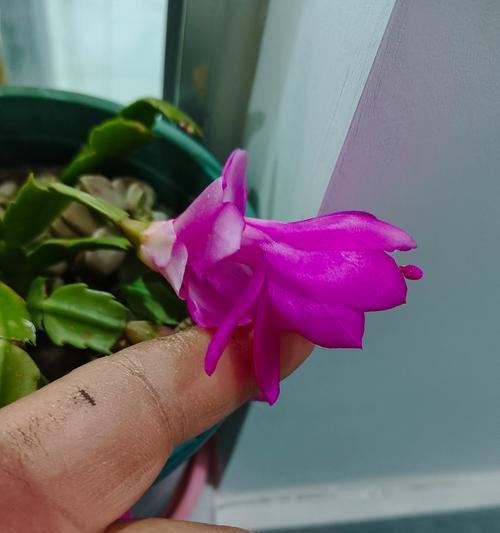 秋季如何正确养护蟹脚兰，让它开出绚丽花期？-第3张图片-绿意生活