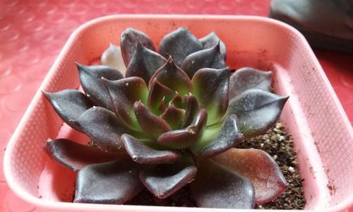 黑王子繁殖的奥秘（探秘黑王子繁殖过程的关键步骤与技巧）-第2张图片-绿意生活