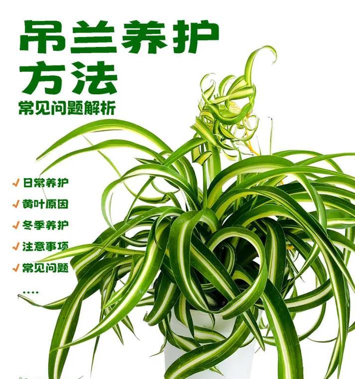 如何正确养殖吊兰（掌握吊兰的养殖技巧，让你的家居空间更生机勃勃）-第2张图片-绿意生活