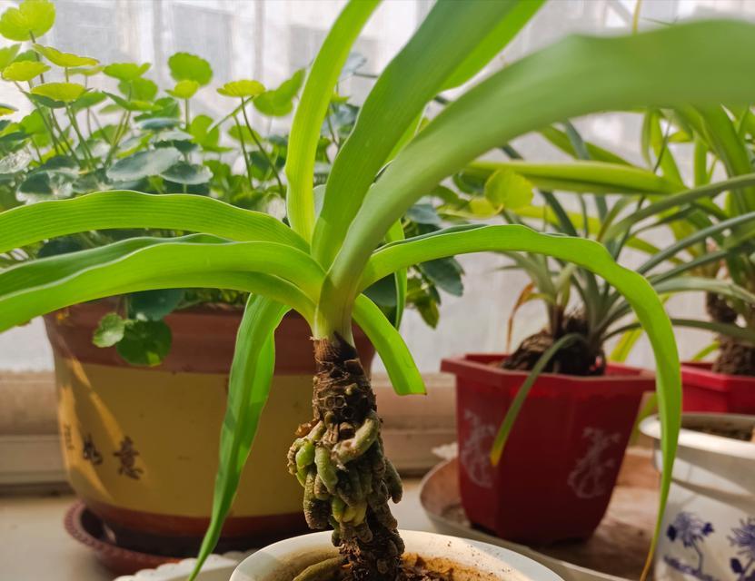 家中养吊兰，开运招财-第1张图片-绿意生活