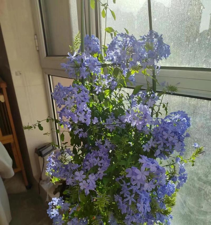 蓝雪花的养殖和管理全攻略（从选址到施肥，轻松打造盛开如雪的园林）-第1张图片-绿意生活
