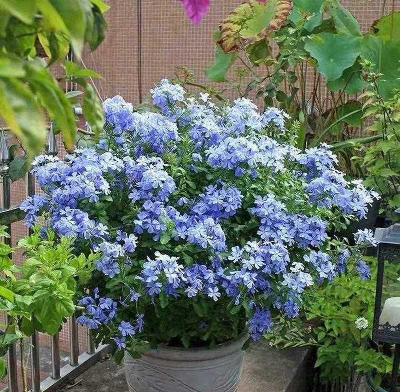 蓝雪花的养殖和管理全攻略（从选址到施肥，轻松打造盛开如雪的园林）-第3张图片-绿意生活