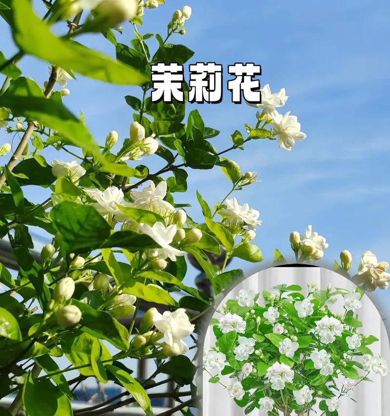 夏季如何养护虎头茉莉（掌握关键技巧，让虎头茉莉在夏天绽放美丽）-第1张图片-绿意生活