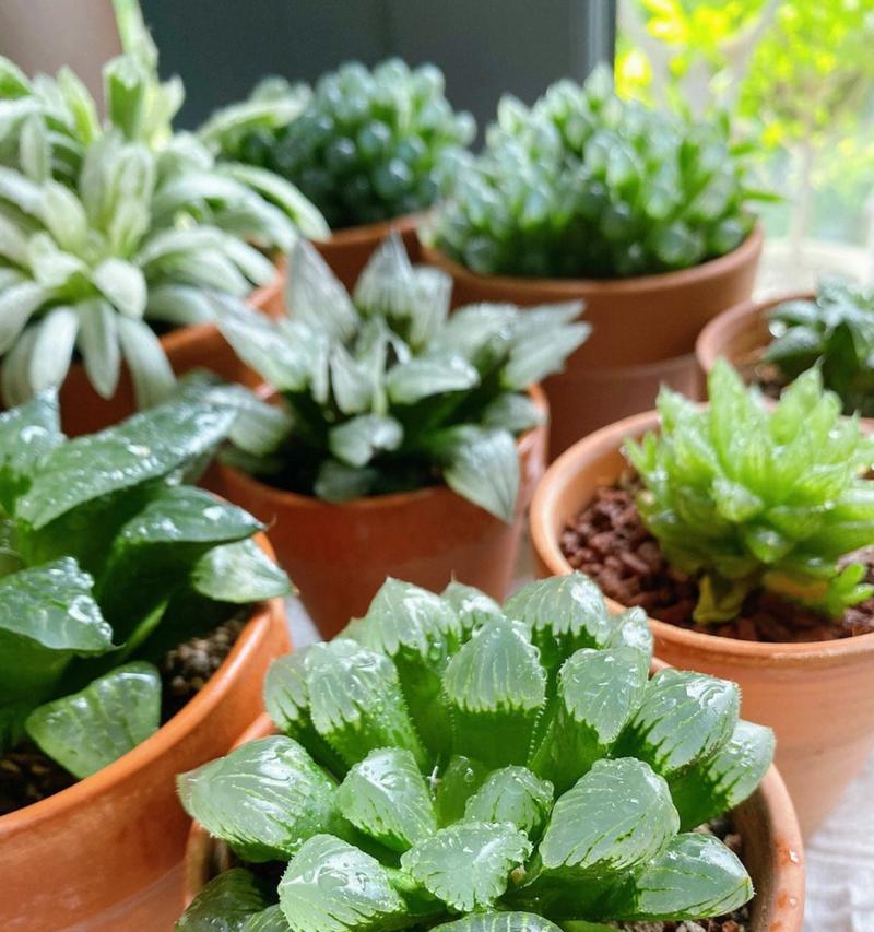 草玉露的种植与养护技巧（掌握关键步骤，打造优质茶叶）-第3张图片-绿意生活